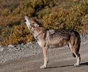 Wolf 5075